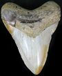 Bargain Megalodon Tooth - North Carolina #22940-1